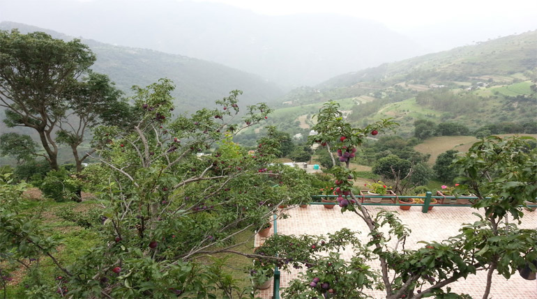 Naldehra Travel Guide