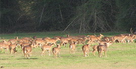 Wildlife in Himachal
